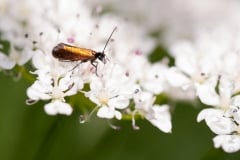 Micropterix herminiella