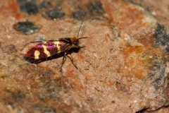 Micropterix ibericella