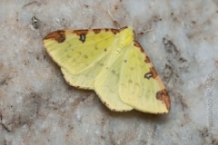 Opisthograptis luteolata