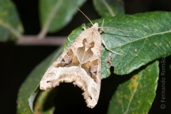 Phlogophora meticulosa