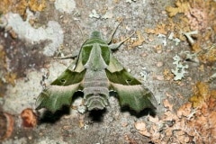 Proserpinus proserpina