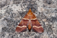 Stemmatophora combustalis