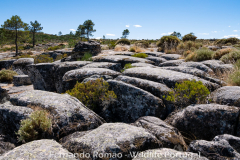 Geoforma da Serra das Mesas