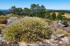 Echinospartum ibericum
