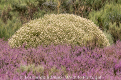 Echinospartum ibericum