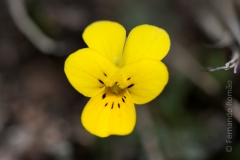 Viola langeana