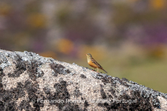 Ortolan Bunting (Emberiza hortulana)