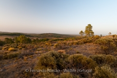 Nascente do Côa e Serra de Mesas