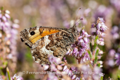 Grayling (Hipparchia semele)