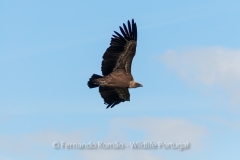 Griffon Vulture (Gyps fulvus)