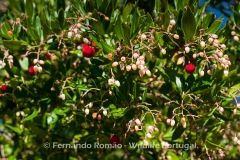 Strawberry Tree (Arbutus unedo)