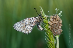Spanish Festoon (Zerynthia rumina)