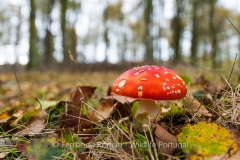 Amanita muscaria
