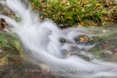 Pormenor do Rio Olo