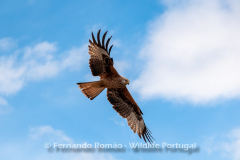 Red Kite (Milvus milvus)