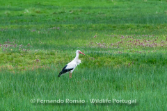 White Stork (Ciconia ciconia)