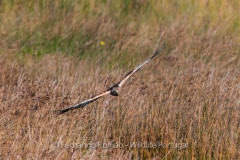 Marsh Harrier (Circus aeruginosus)