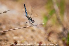 Black Percher (Diplacodes lefebvrii)