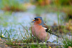 Chaffinch (Fringilla coelebs)