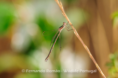 Small Emerald Damselfly (Lestes virens)