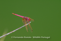 Violet Dropwing (Trithemis annulata)
