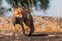 Red Fox (Vulpes vulpes)