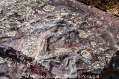 Cruziana ichnofossil