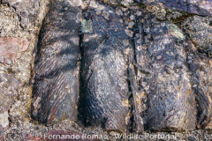 Cruziana ichnofossil