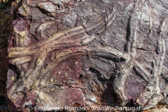 Cruziana ichnofossil