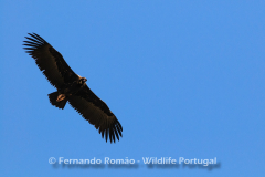 Cinereous Vulture