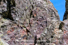 Cruziana ichnofossil