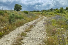 Spring  - Ermo das Águias rewilding area