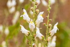Antirrhinum graniticum