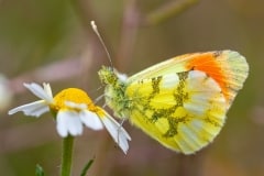 Provençal Orange-tip