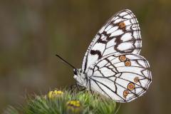 Spanish Marbled White