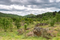 Vale Carapito rewildin area