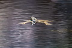 Mediterranean pond turtle