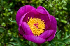 Wild Peony
