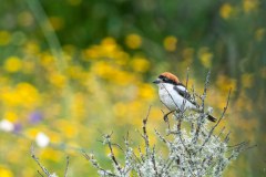 Woodchat Shrike