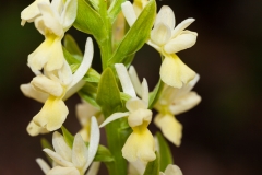 Orchid (Dactylorhiza sulphurea)