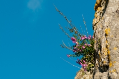 Snapdragon (Antirrhinum linkianum)