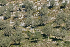 Olive trees