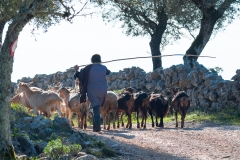 Woman sheppherd with goats