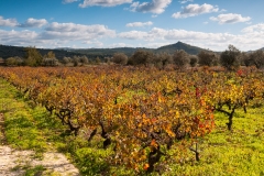 Vineyard