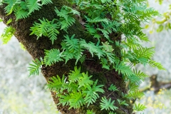 Epiphytic fetuses