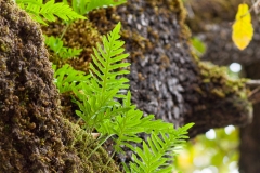 Epiphytic fetuses