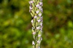 Orchid (Neotinea maculata)