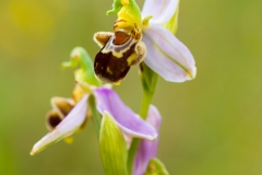 Bee Orchid (Ophrys apifera)