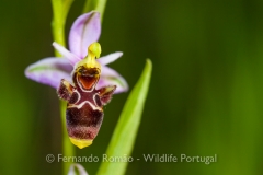 Orchid (Ophrys scolopax)