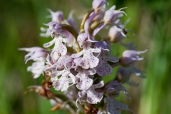 Orchid (Orchis conica)